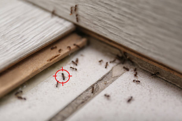 Real Estate Pest Inspections in Denair, CA